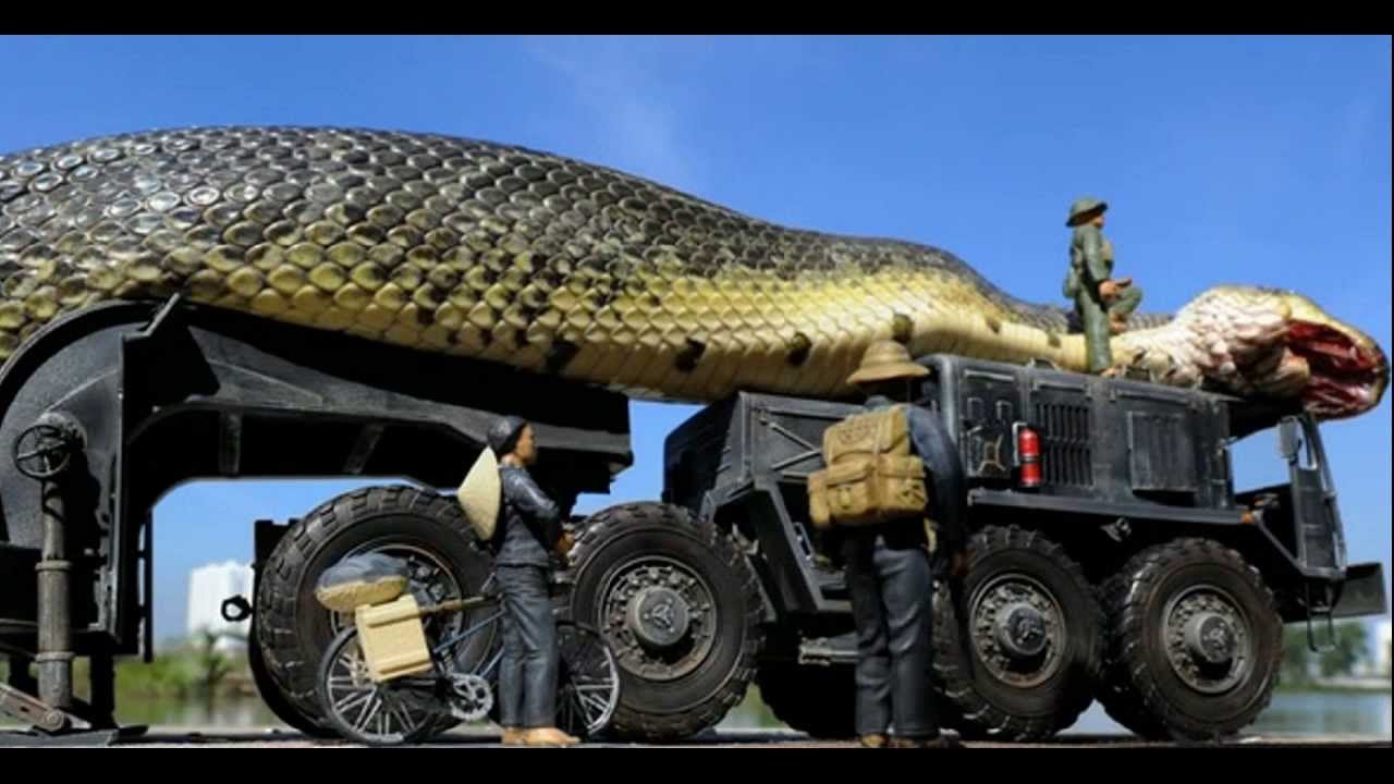 شاهد أضخم ثعبان في العالم بالفيديو